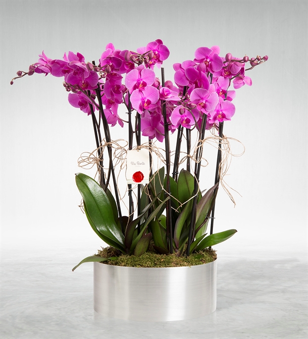 Dekoratif Metal Saksıda 8 li Orkide