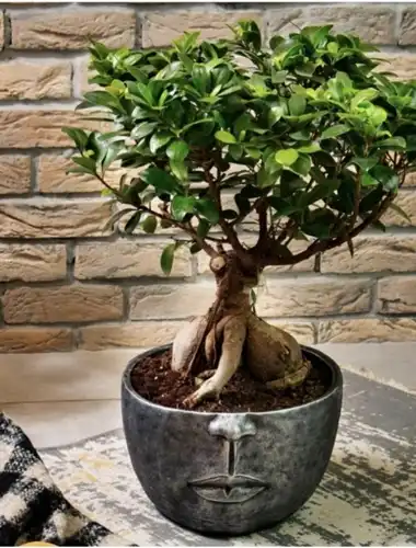 Bonzai