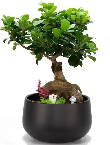 Bonzai