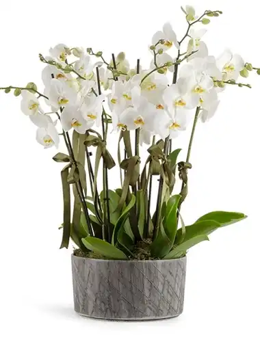 orkideler
